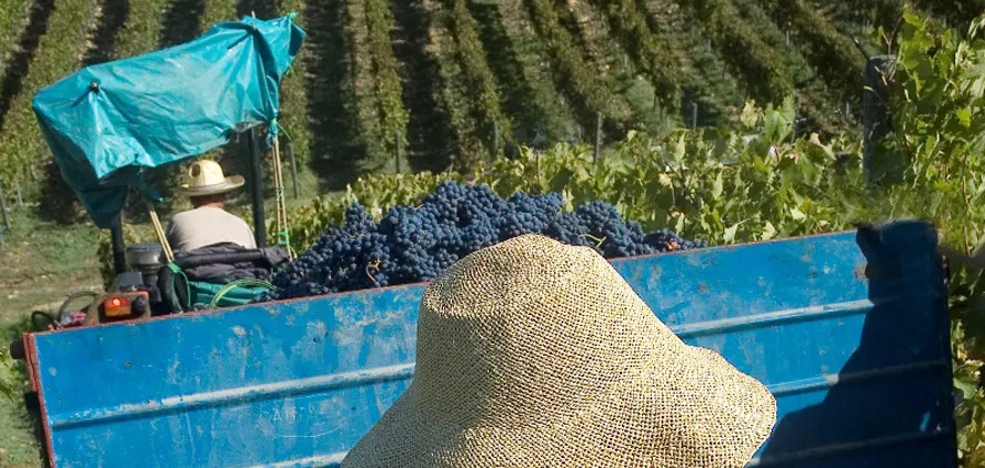 Santa Cristina - Antinori