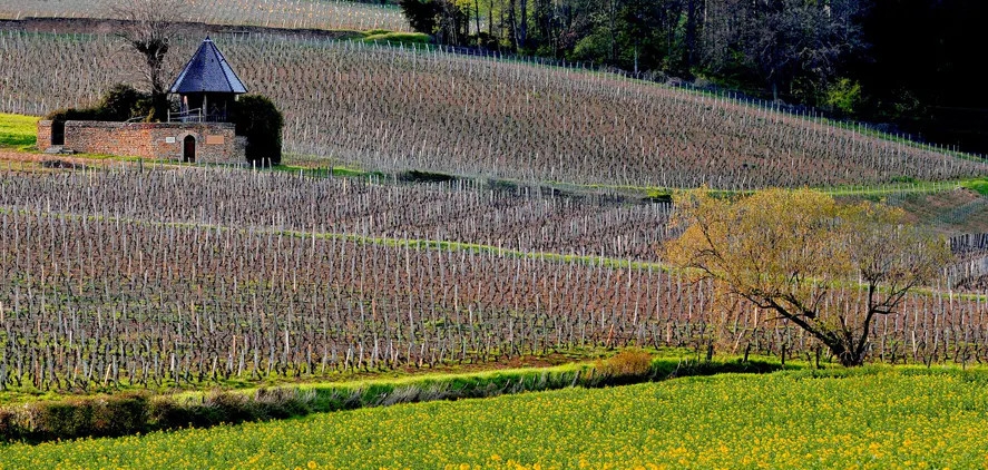 Vignerons Associés Terres Sécrètes