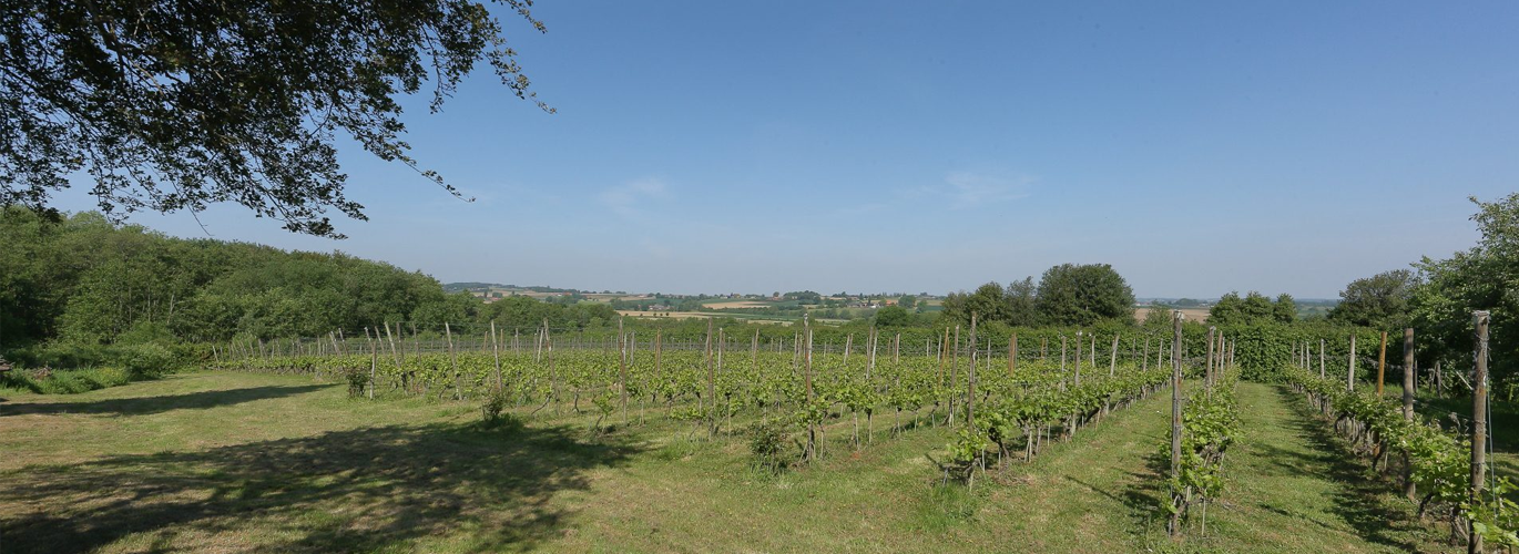 Domaine Vidaigne