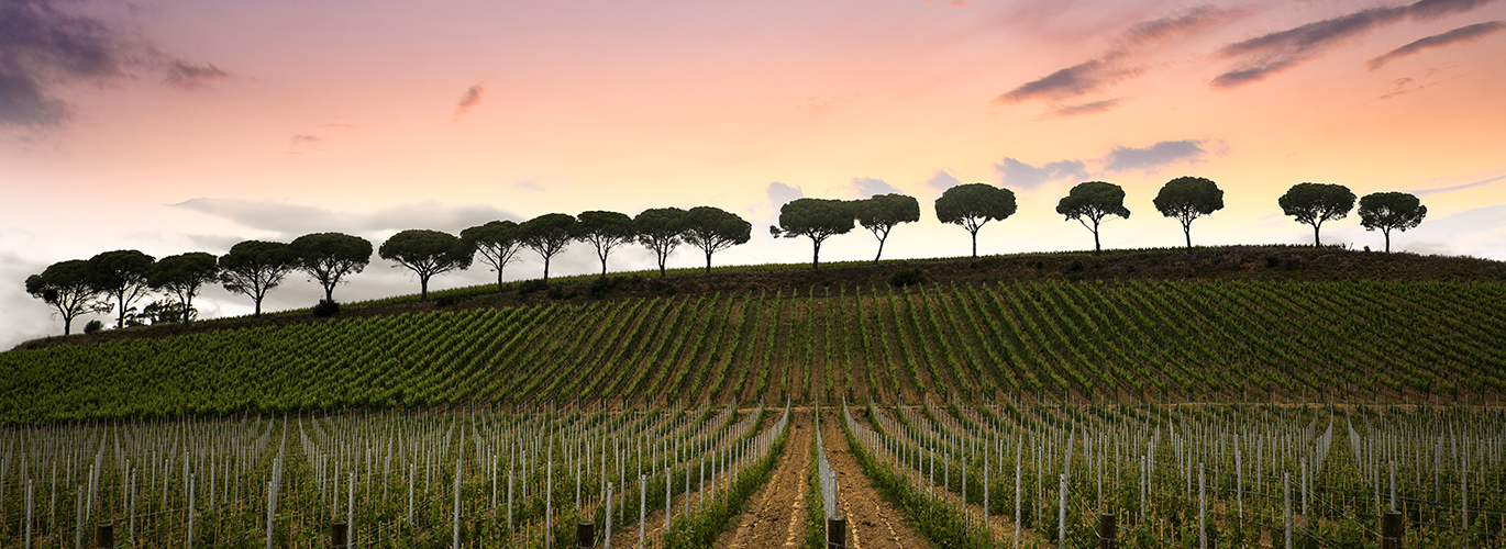 Le Mortelle - Antinori