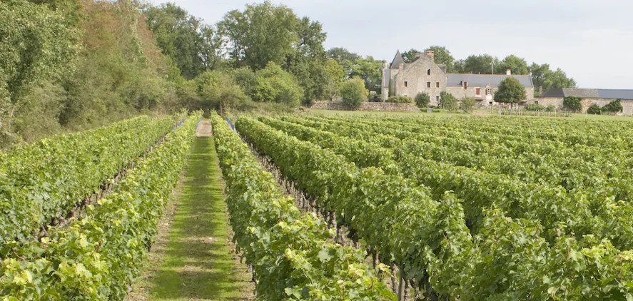 Caves de la Loire