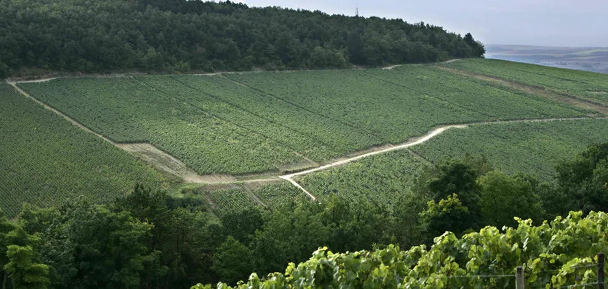 Domaine Drouhin Vaudon