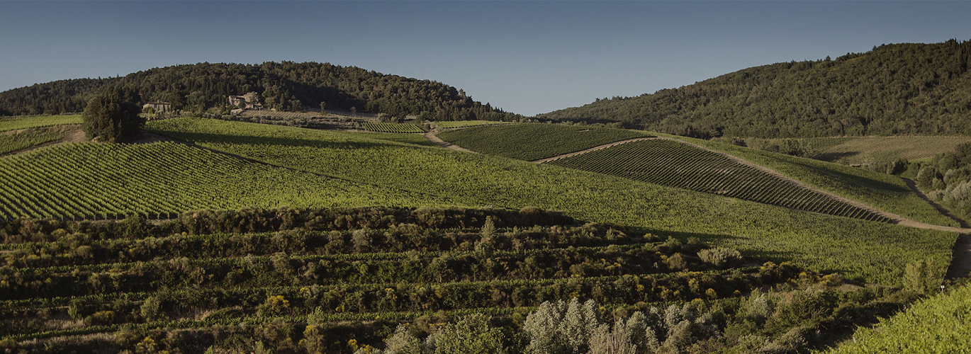 Tenuta Tignanello - Antinori