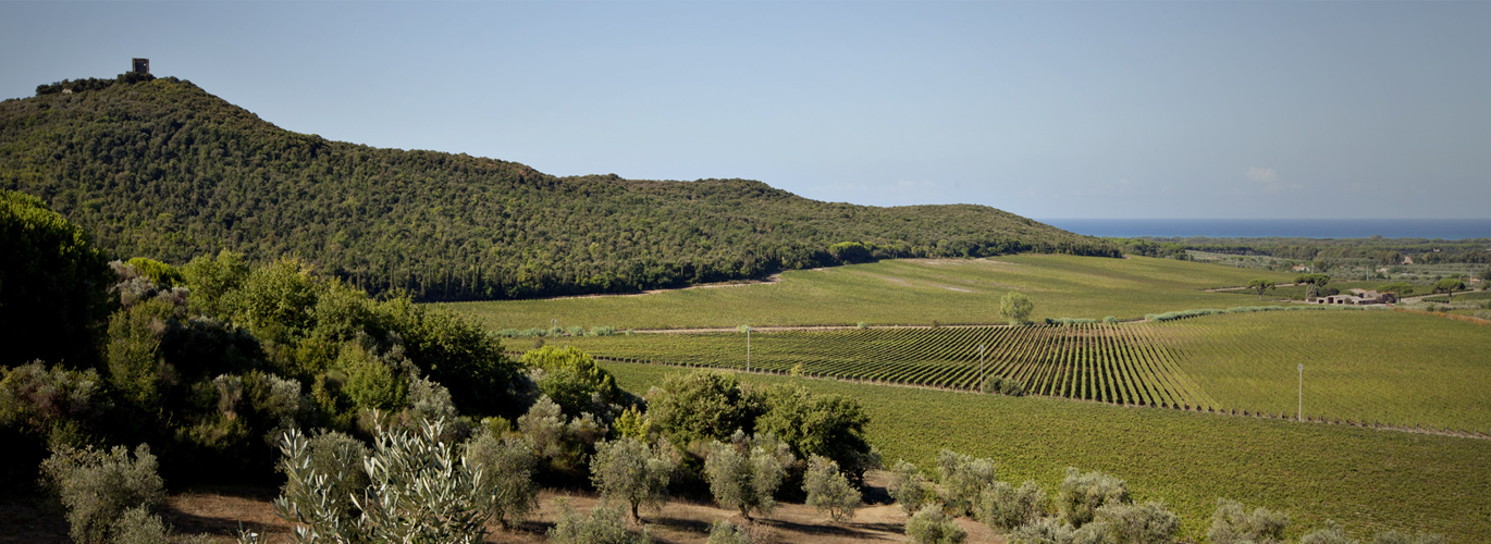 Tenuta Guado al Tasso - Antinori